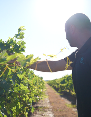 Ein Winzer arbeitet in einem Weinberg, während die Sonne im Hintergrund scheint und die Reben üppig wachsen.