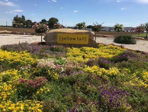 Ein bunter Blumenbeet mit gelben, lila und rosa Blüten umrahmt ein großes, steinernes Schild mit der Aufschrift '[yellow tail]'.